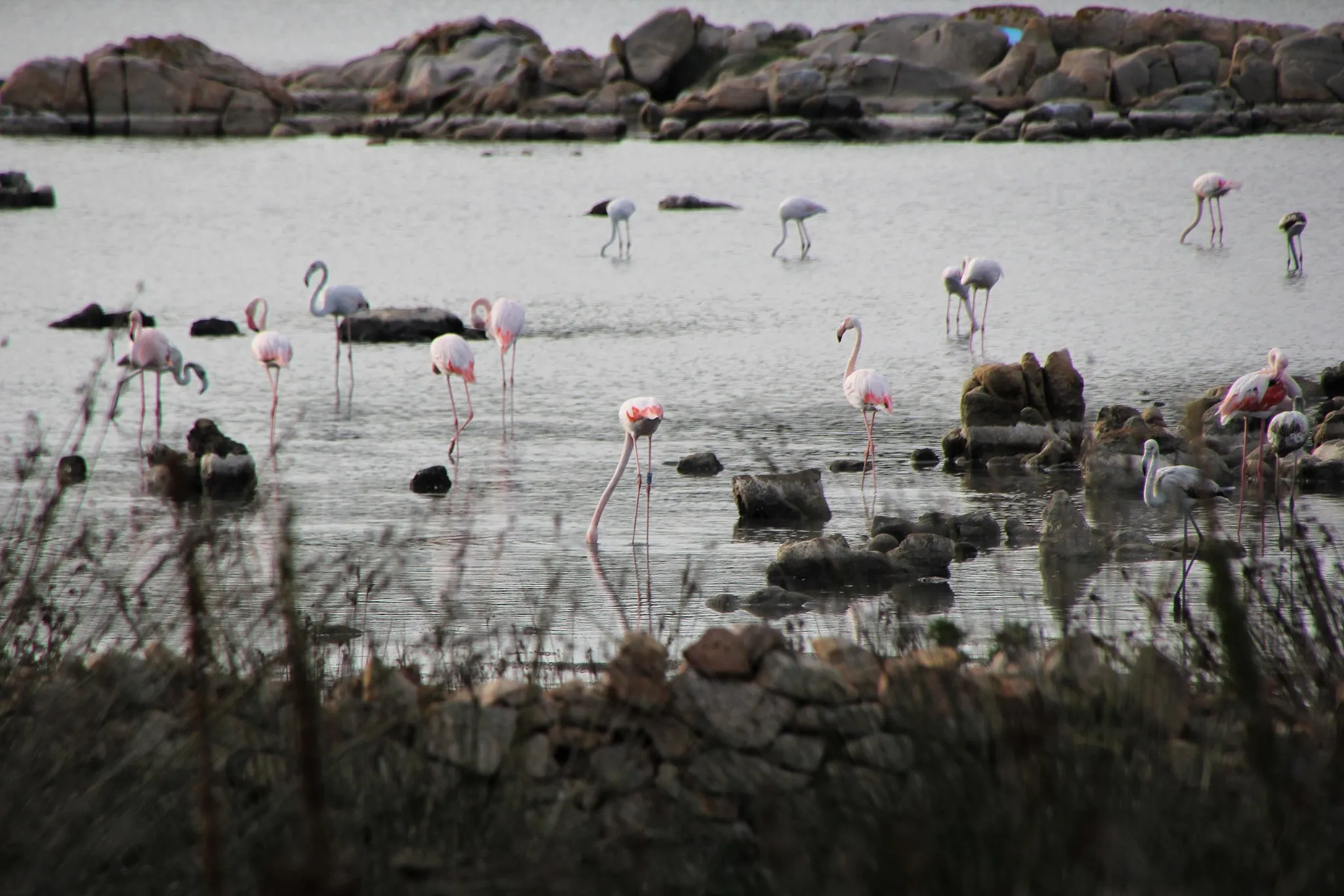 Stagno di San Teodoro Olbia