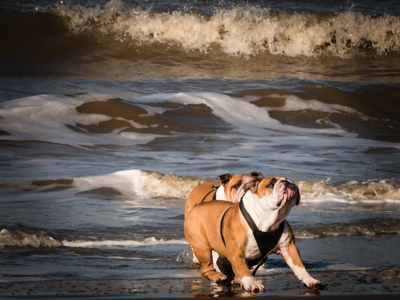 cani in spiaggia